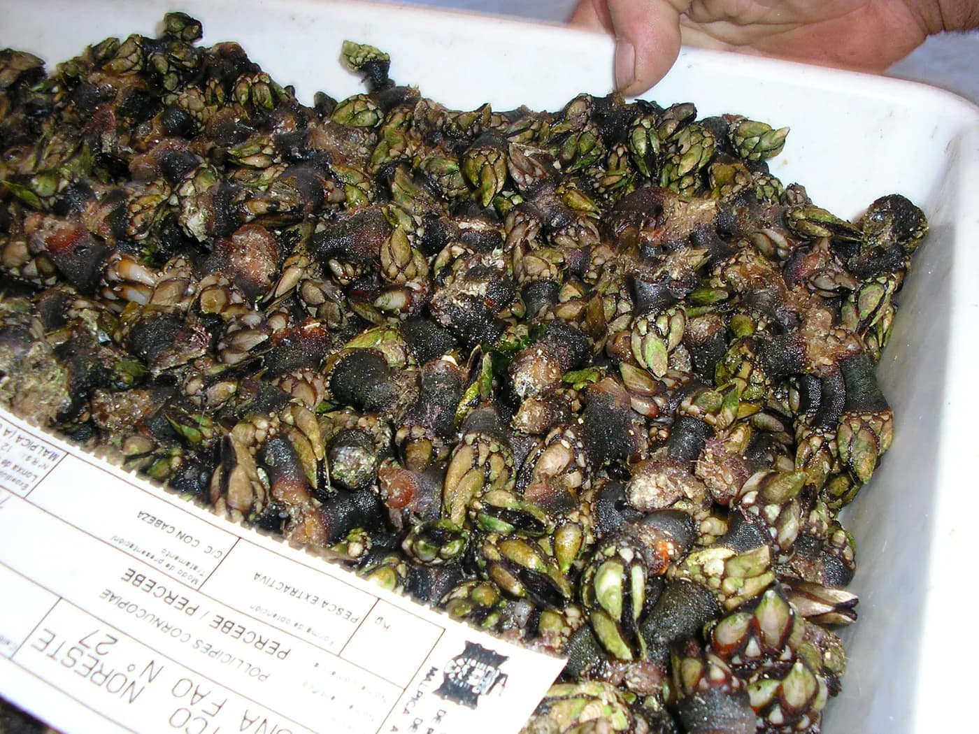 Gastronomía local